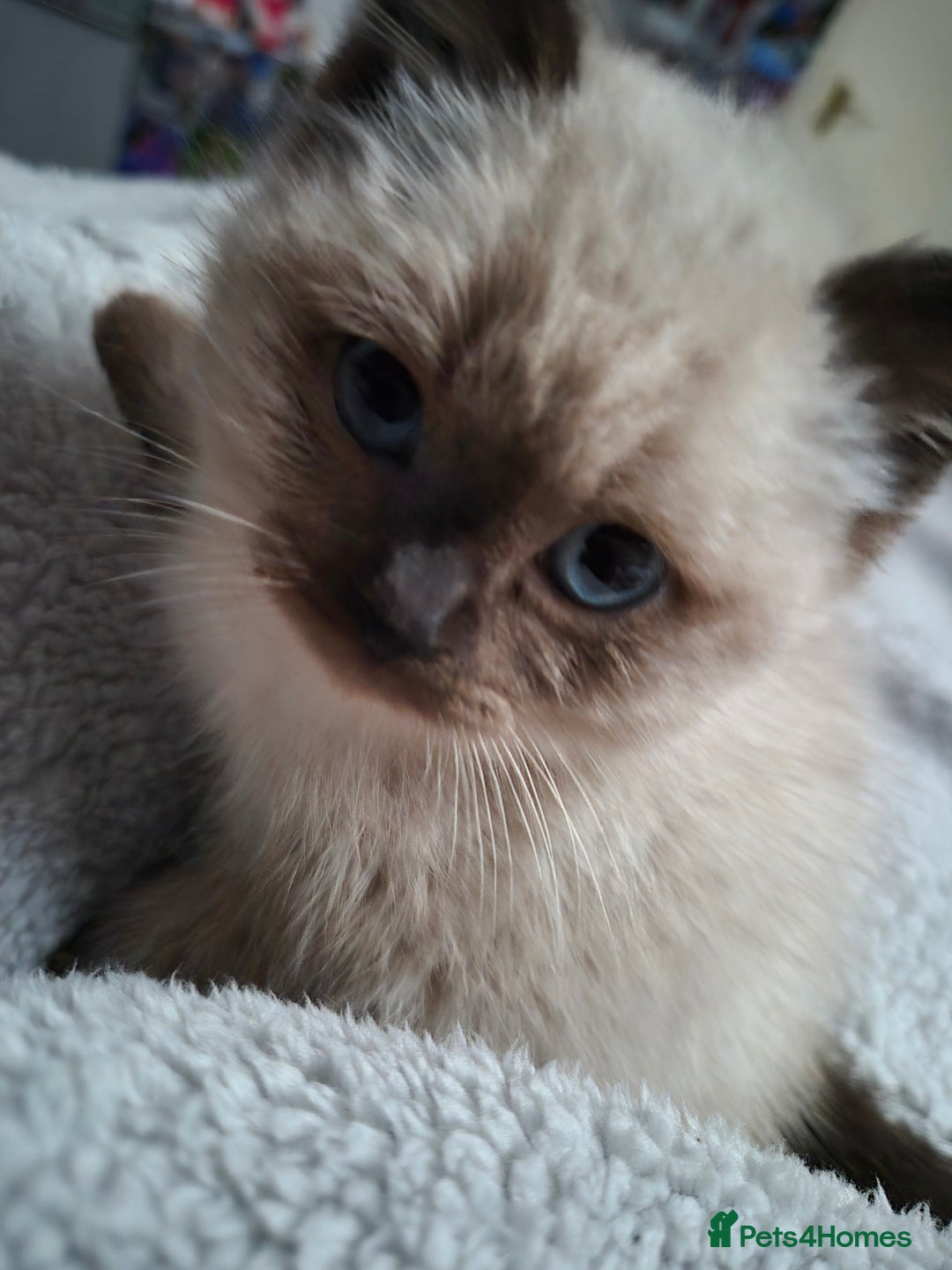 Snowshoe cats for sale: Pedigree Tica reg seal point snowshoe boy  - Advert 1