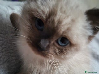 Snowshoe cats Pedigree Tica reg seal point snowshoe boy - Advert 11