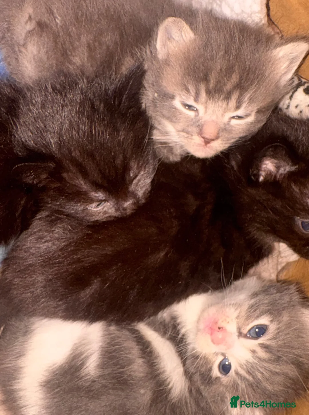 Norwegian Forest Cat cats for sale: 4 Norwegian For Kittens kitten - Advert 3