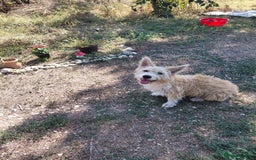 Mixed Breed dogs for adoption: A Gentle & Beautiful Girl - for a Loving Home - Image 22
