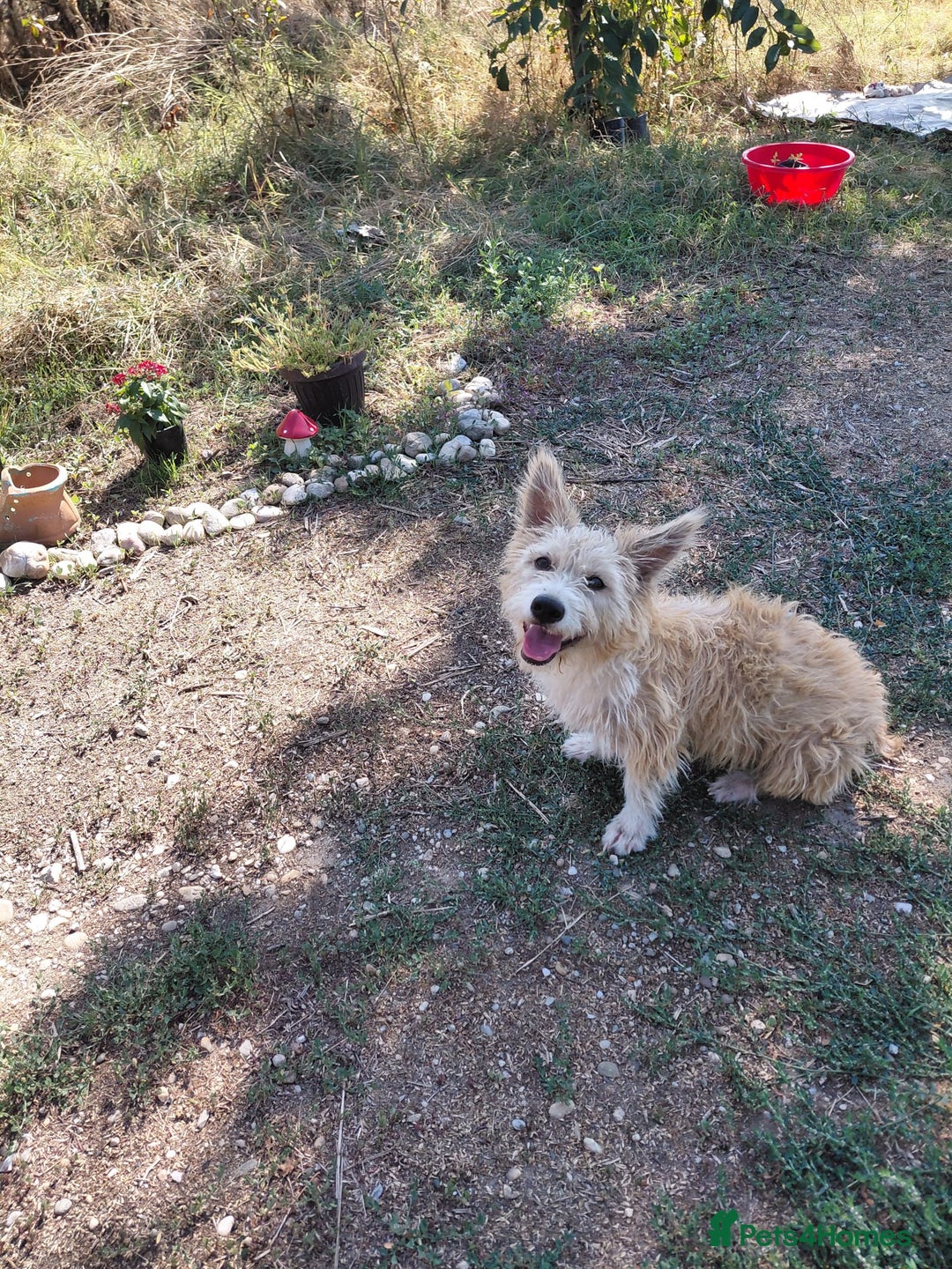 Mixed Breed dogs for adoption: A Gentle & Beautiful Girl - for a Loving Home - Image 22