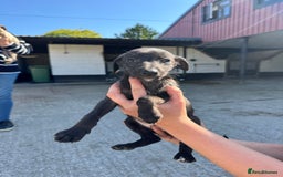 Whippet dogs for sale: Gorgeous litter of whippet puppies - Image 8