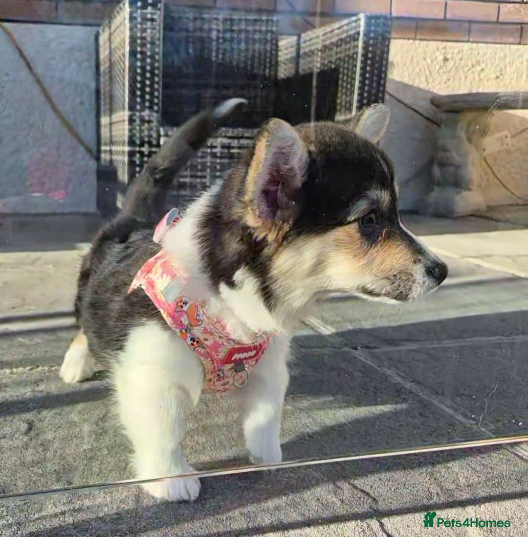 Welsh Corgi Pembroke dogs for sale: Kc reg 2 girls remaining bob & longtail - Advert 15