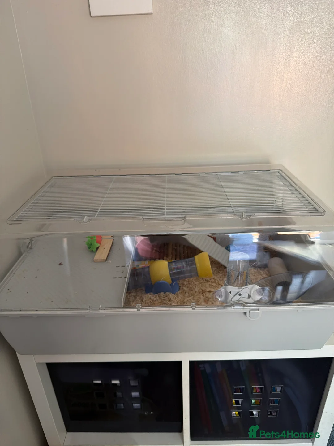 Hamster rodents for sale: Male roborovski dwarf hamster with cage - Advert 2