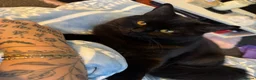 British Shorthair cats for sale: Black British Shorty hair (Zelda) for Sale in Manchester - Advert 6