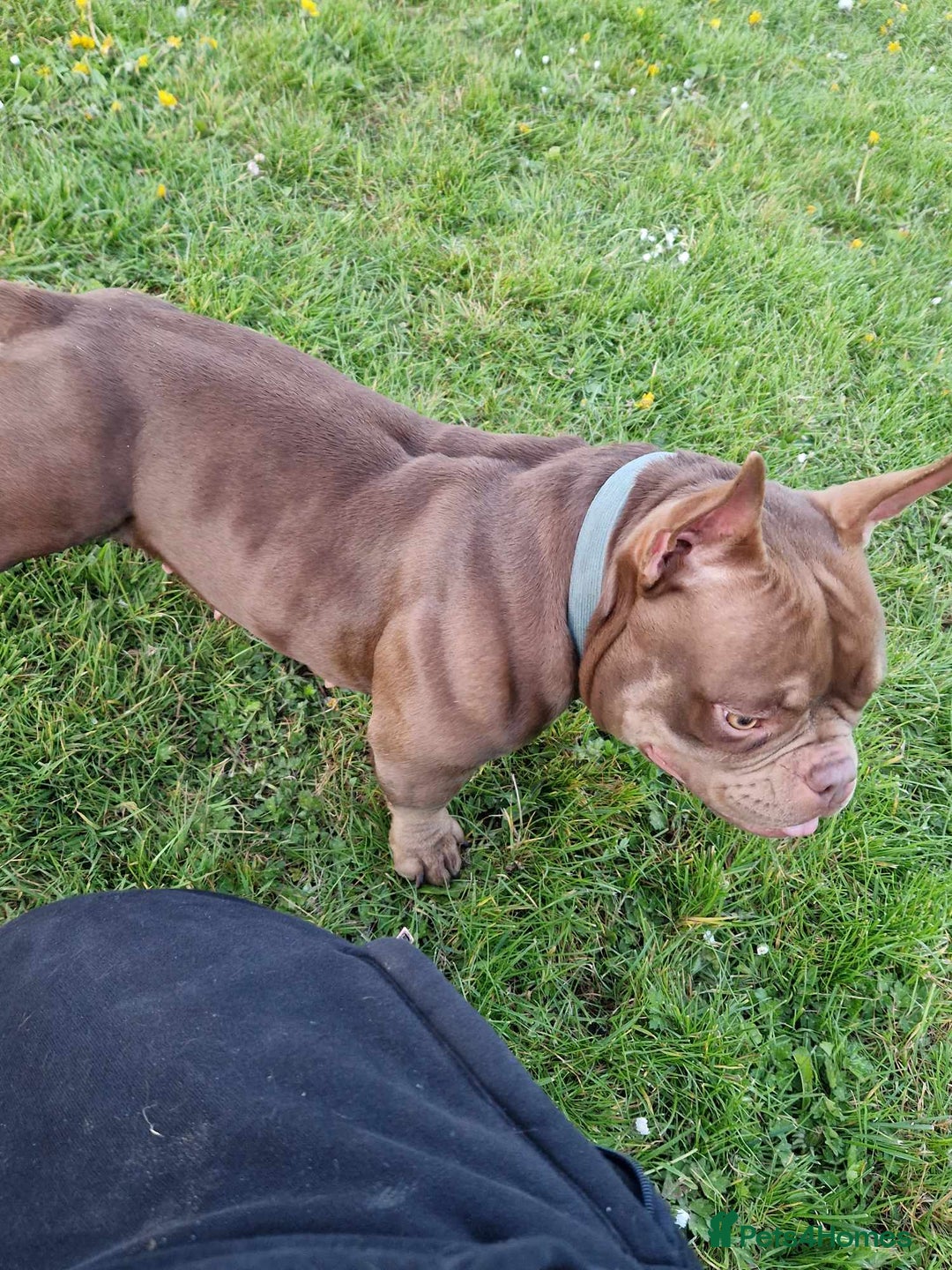 Mixed Breed dogs for sale: Nano bully  - Advert 1