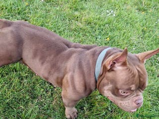 Mixed Breed dogs Nano bully - Advert 13