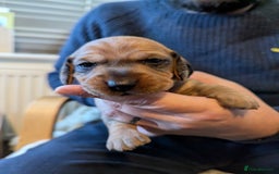 Dachshund dogs for sale: Standard Wirehaired Dachshund Puppies - Image 17