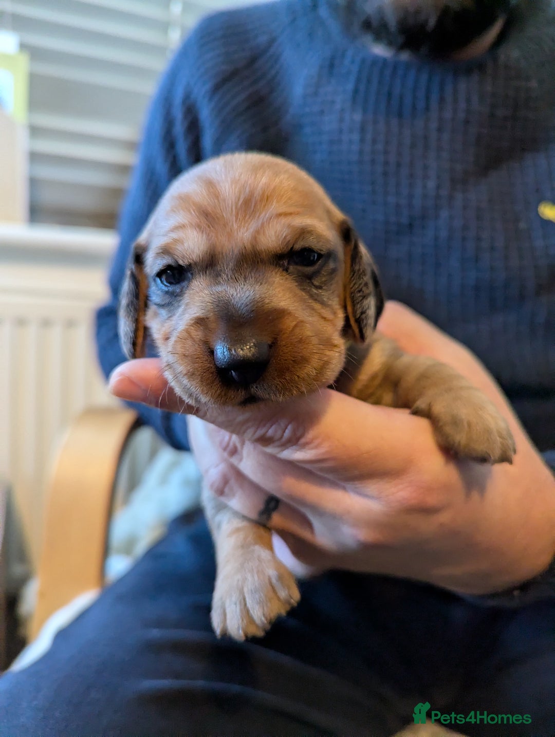 Dachshund dogs for sale: Standard Wirehaired Dachshund Puppies - Image 17