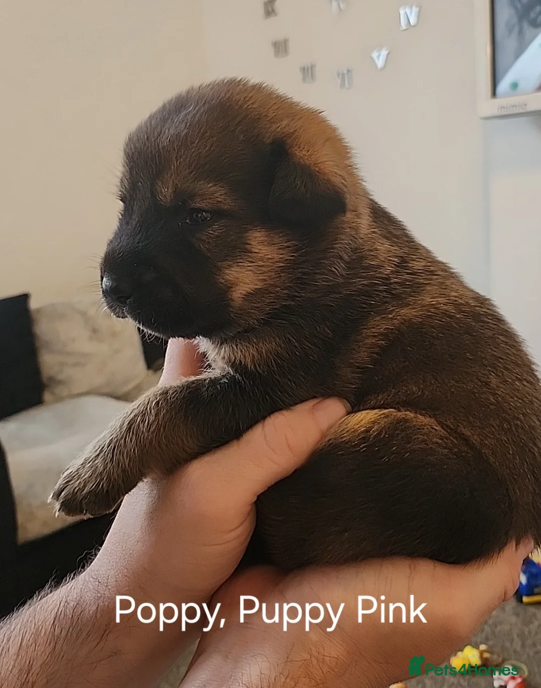 Mixed Breed dogs for sale: 4 Female Akita x Rottweiller in Sheffield - Advert 13