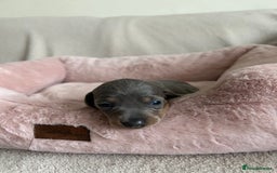 Dachshund dogs for sale: Beautiful Dachshund  - Image 4