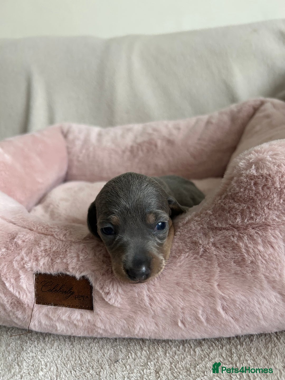 Dachshund dogs for sale: Beautiful Dachshund  - Image 4