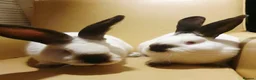 Continental Giant rabbits for sale: Majical pure breeds (Premium) - Advert 9