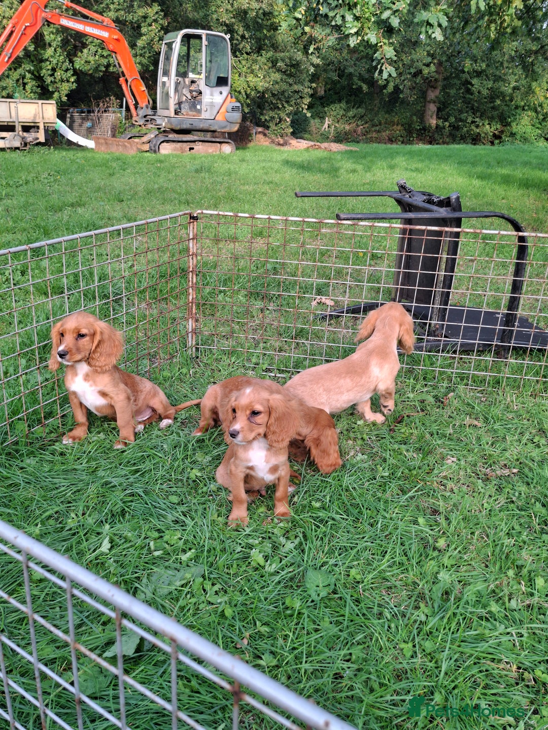 Cocker Spaniel dogs for sale: Working type cocker spaniel boys - Image 32