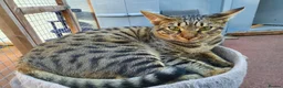 Savannah cats for sale: F6 Girl Brown Spotted Savannah - Advert 2
