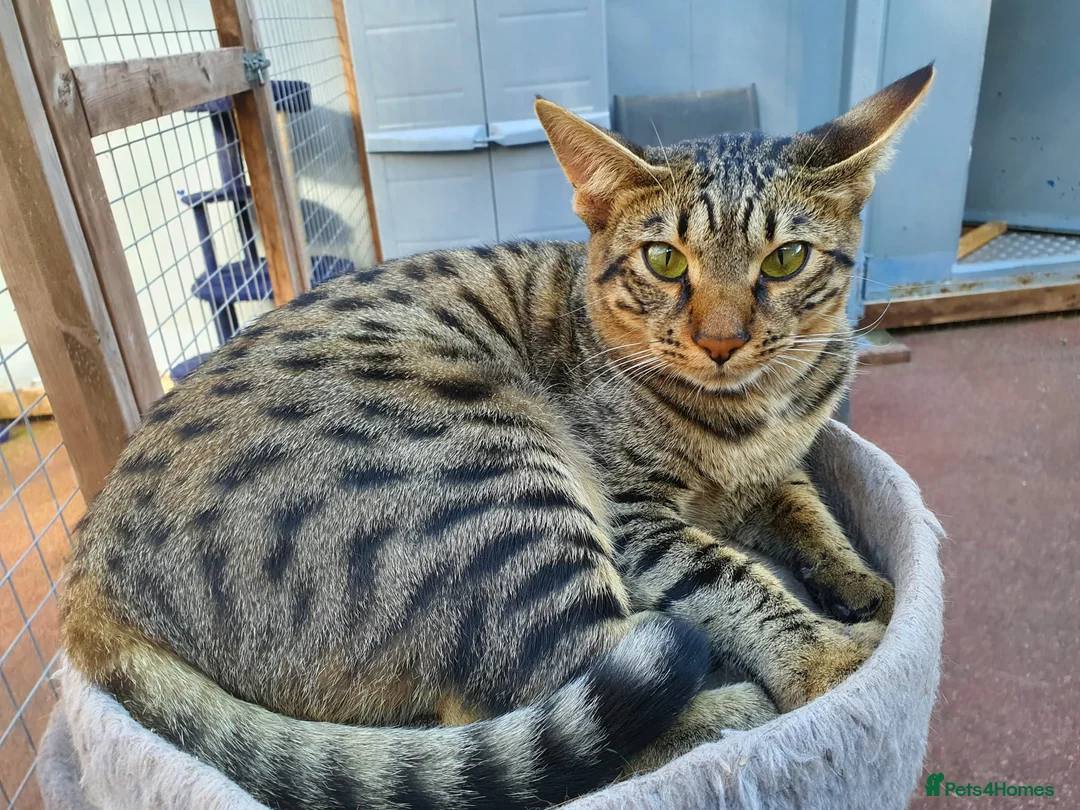 Savannah cats for sale: F6 Girl Brown Spotted Savannah - Advert 2