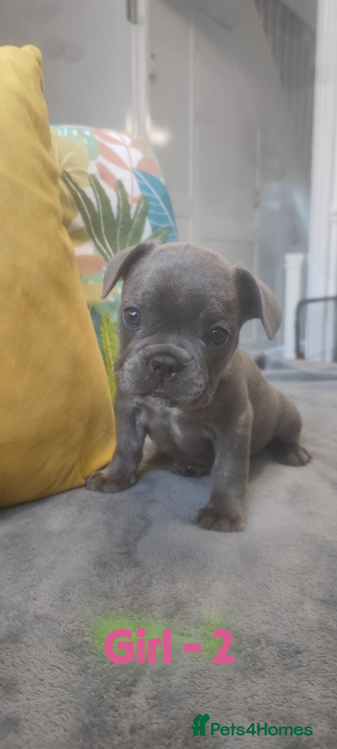 French Bulldog dogs for sale: 3 Girls - 2 Boys Frencbulldog Puppies - Image 9