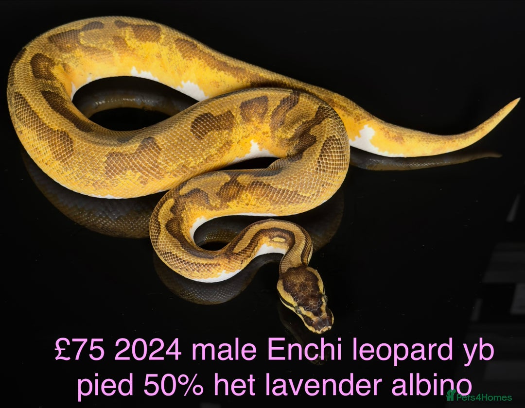 Python Snake reptiles for sale: Various royals for sale. (Reduced)  - Advert 3