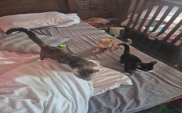 British Longhair cats for sale: Kittens 😸  - Image 2