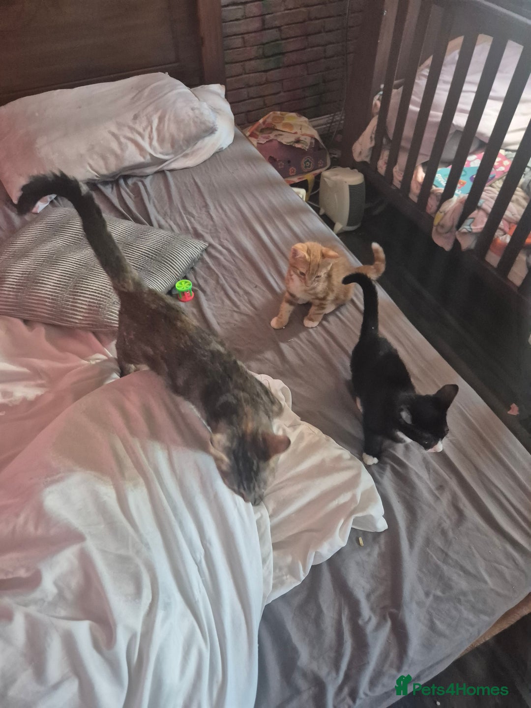 British Longhair cats for sale: Kittens 😸  - Image 2
