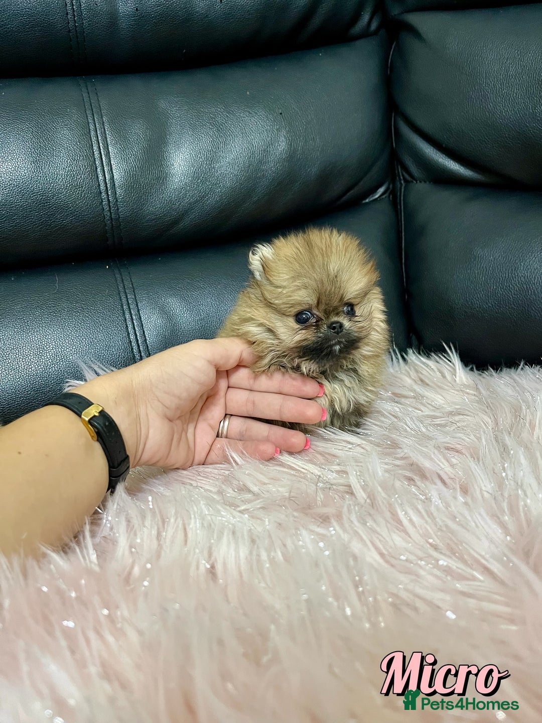 Pomeranian dogs for sale: 🔥Very Tiny🧸 Top Quality  - Image 6