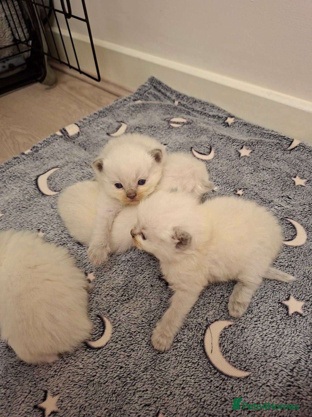 Ragdoll cats for sale: Stunning Ragdoll kittens  - Image 5
