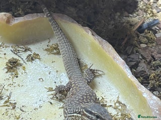 Monitor reptiles for sale - Advert 1