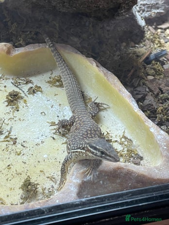 Monitor reptiles - Advert 1