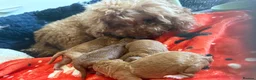 Cavapoo dogs for sale: Cavapoo puppies in Coventry - Advert 5