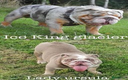English Bulldog dogs for stud: Lilac English bulldog L1 Fluffy carrier - Image 8