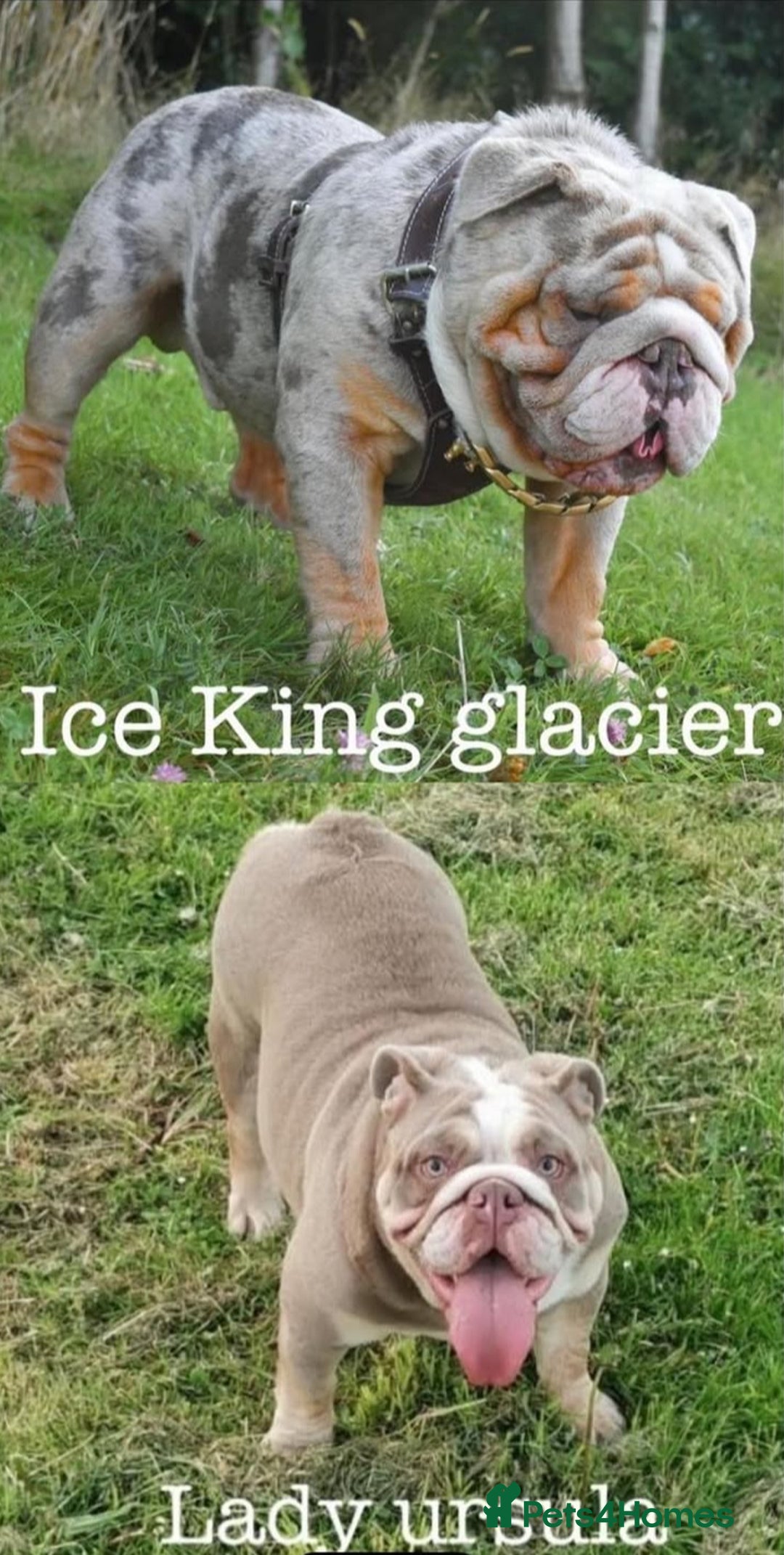 English Bulldog dogs for stud: Lilac English bulldog L1 Fluffy carrier - Image 8