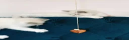 Ragdoll cats for sale: 🤍 BEAUTIFUL RAGDOLL KITTENS – READY NOW  - Advert 8