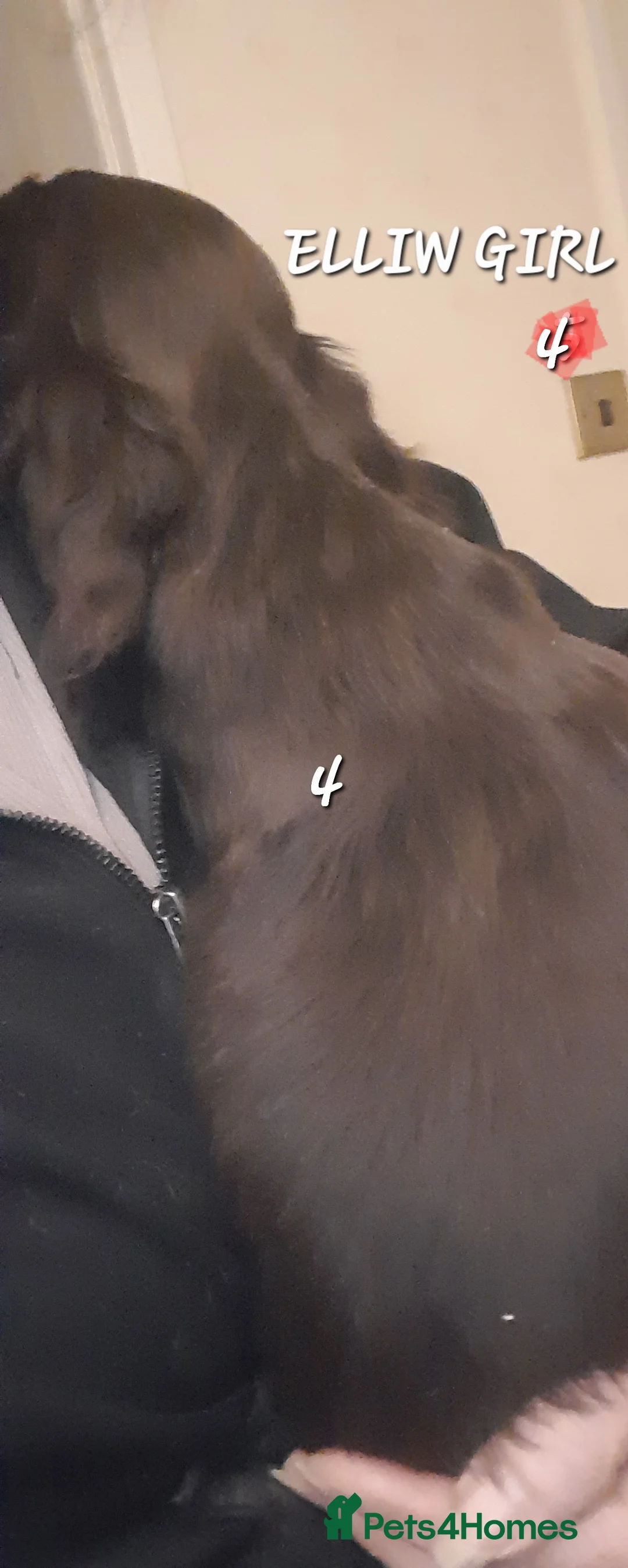 Sprocker dogs for sale: Beautiful Sprocker Litter - Advert 11