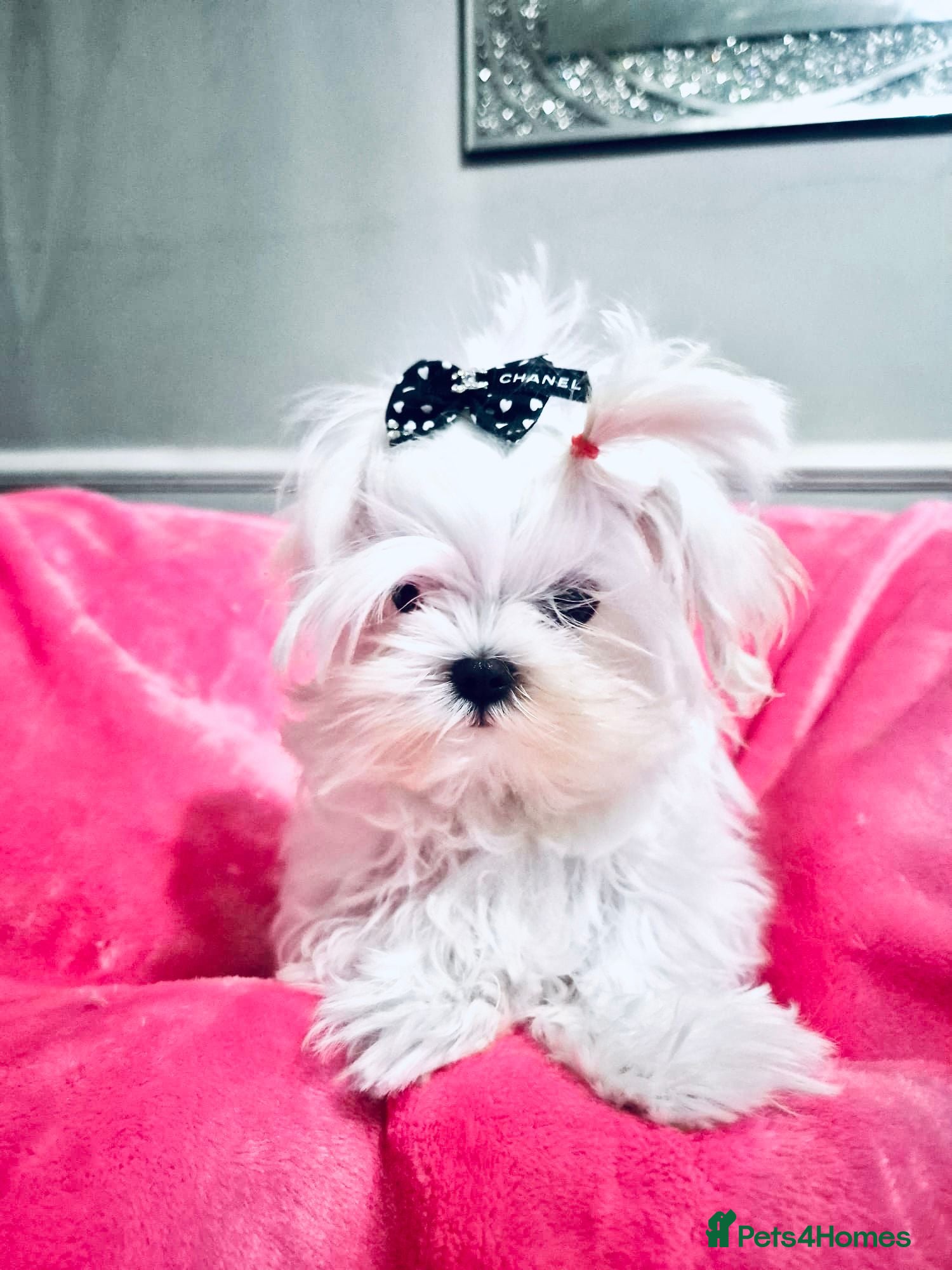 Maltese dogs Baby doll face Korean  **  little Girl  - Advert 20