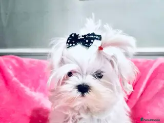 Maltese dogs Baby doll face Korean ** little Girl - Advert 19