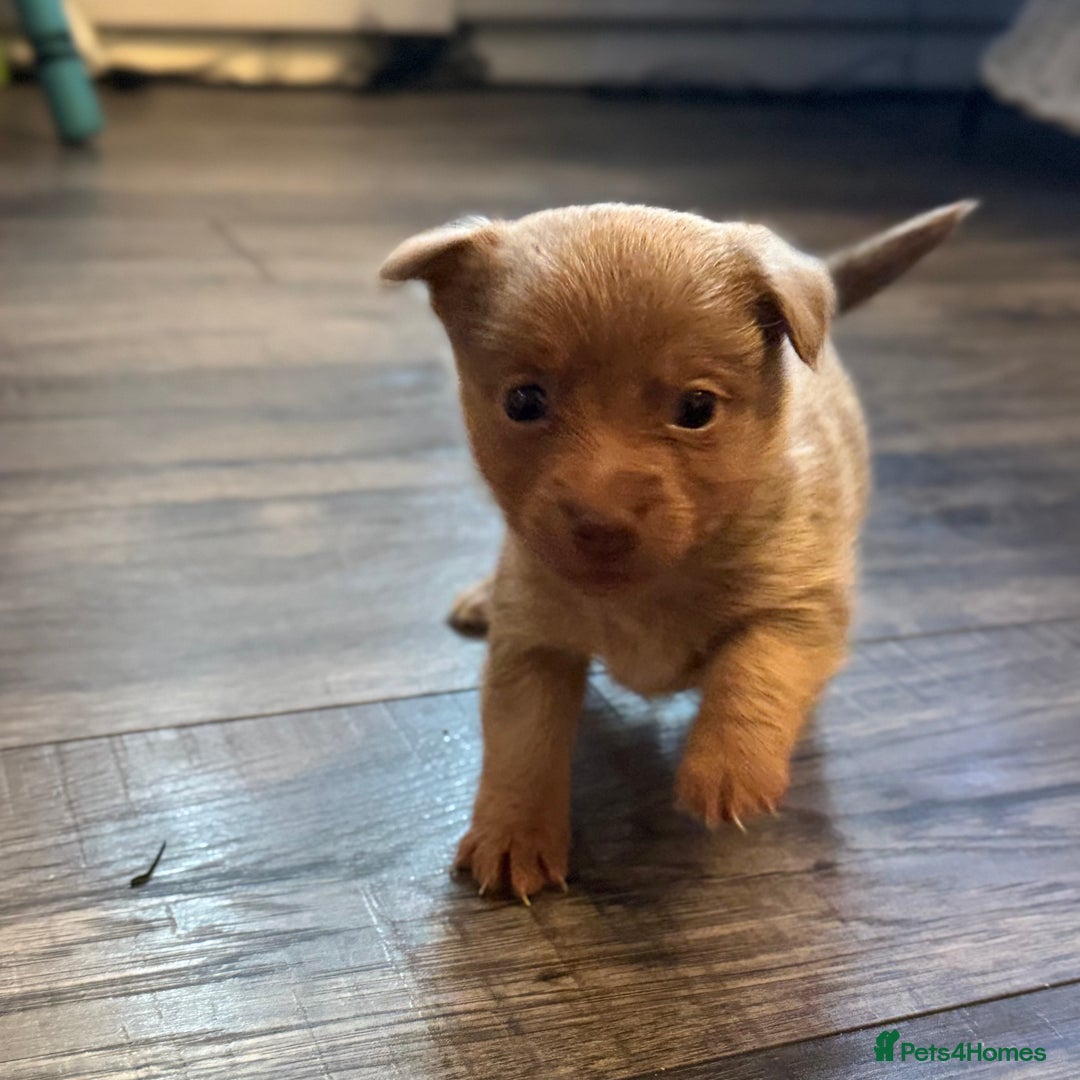 Jack Russell dogs for sale: Stunning miniature jack Russell puppies  - Advert 11