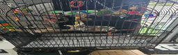 Lovebirds birds for sale: Love birds 🐦  in Luton - Advert 4