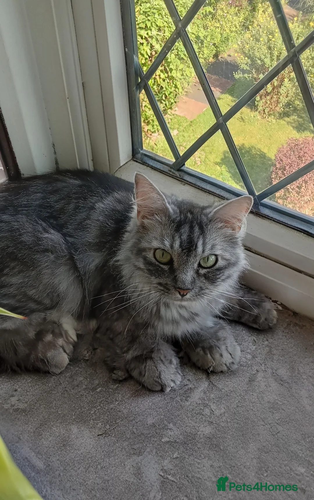 Maine Coon cats for sale: Female silver/Grey Maine Coone  - Advert 2