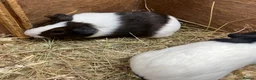 Guinea Pig rodents for sale: Female - sow Dutch guinea pigs - Advert 10