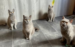 British Shorthair cats for sale: Adult Females and Males for Sale  - Image 2