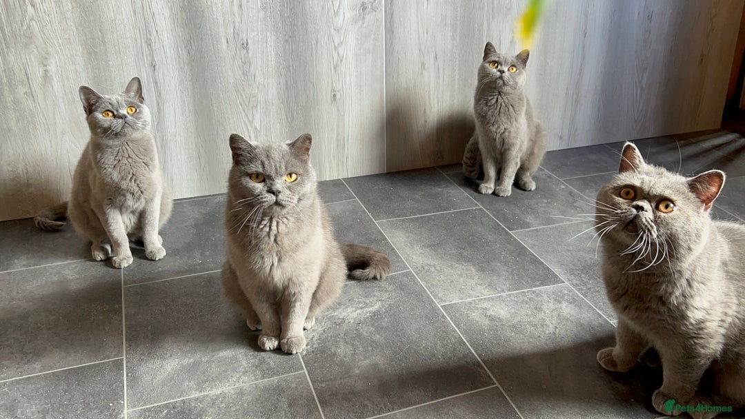 British Shorthair cats for sale: Adult Females and Males for Sale  - Image 2