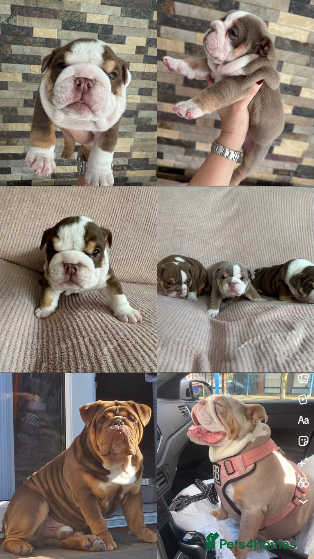 English Bulldog dogs for sale: English bulldogs  - Advert 9