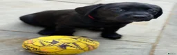 Labrador Retriever dogs for sale: Gorgeous Black Labrador Puppies  - Advert 1