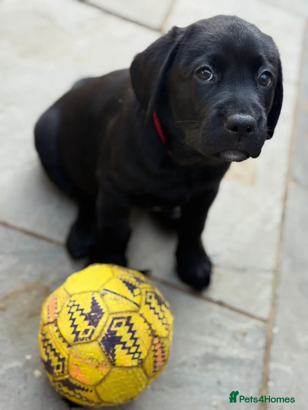 Labrador Retriever dogs for sale: Gorgeous Black Labrador Puppies  - Advert 1
