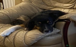 Australian Shepherd dogs for sale: Young Australian Shepherd female dog for sale - Image 11