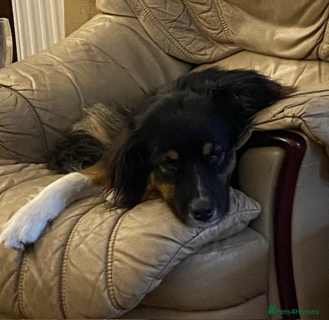 Australian Shepherd dogs for sale: Young Australian Shepherd female dog for sale - Image 11