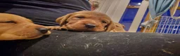 Mixed Breed dogs for sale: Vizslador Puppies  in Fraserburgh - Advert 15