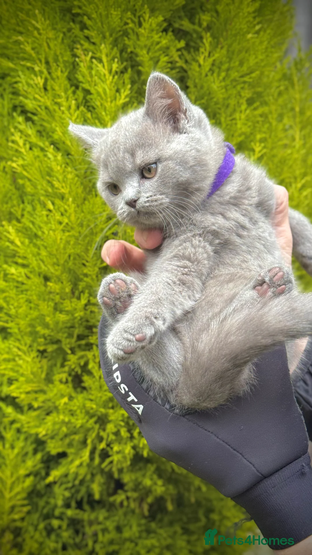 British Shorthair cats for sale: Adorable British Shorthair Blue and Lilic kittens - Advert 24