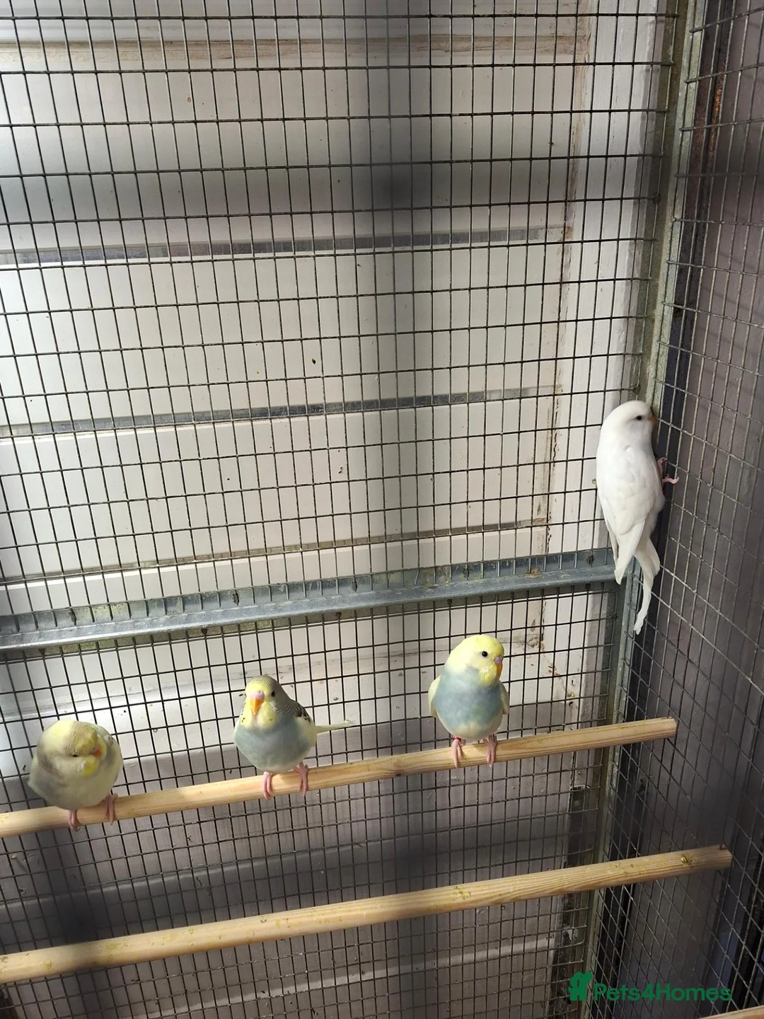 Budgerigars birds for sale: Budgies for sale - Advert 1