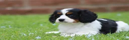 Cavapoo dogs for sale: Beautiful Cavapoo puppies for sale - Advert 35